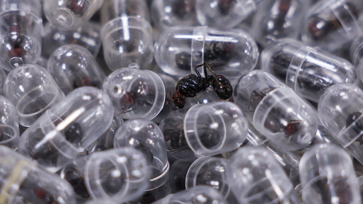 Ant smuggling lands man in jail